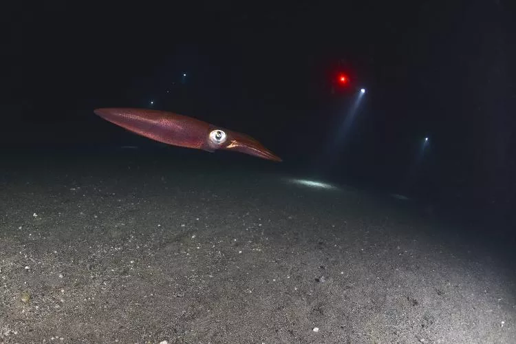 On a night dive, a squid is photographed darting away, annoyed by divers, whose lights can be seen in the black-water background.