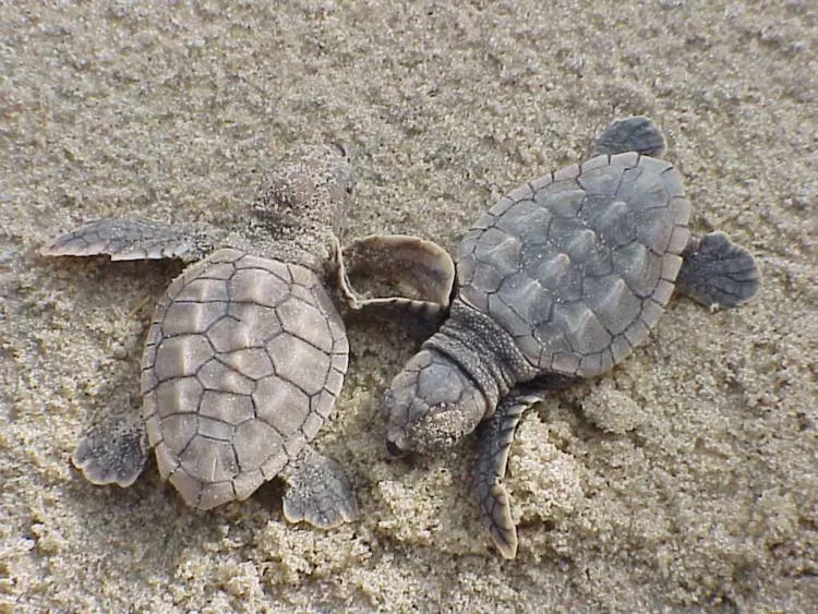 Newly hatched loggerhead sea turtles