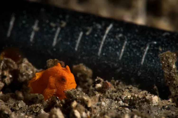 Her ses en juvenil painted frogfish. Når man sammenligner den med mønten bagved, bliver det helt åbenlyst, hvor lille den er og bare få millimeter lang. Foto: Mattias Sellin