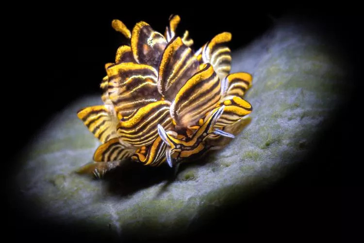 The splendid tiger butterfly seaslug, Cyerce nigra. Photo by Kate Jonker