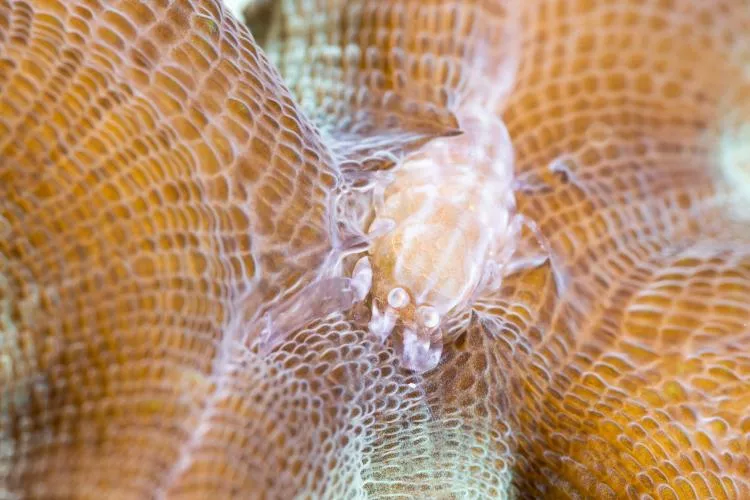 Scorpion shrimp, Metapontonia fungiacola. Photo by Kate Jonker