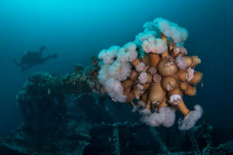 SS Rose Castle: Gun with plumes of anemone sprouting off the end of it. Photo by Brandi Mueller