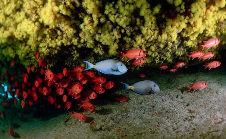 Moravia doctorfish, blackbar soldierfish and yellow cup coral in cave at Tres Grutas dive site