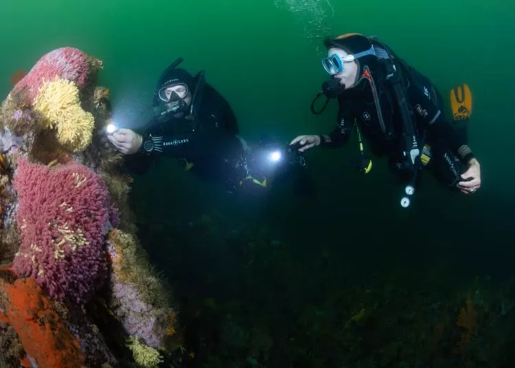 Divers exploring the reefs of False Bay