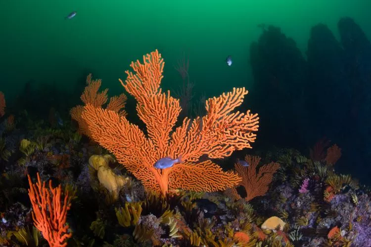 The vibrant reefs of Steenbras Deep