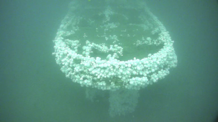 Stern view of the shipwreck USS Conestoga colonized with white plumose sea anemones contrasting the water column.