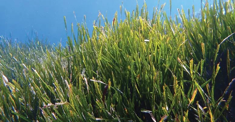Posidonia oceanica, commonly known as Neptune grass or Mediterranean tapeweed, is a seagrass species that is endemic to the Mediterranean Sea. It forms large underwater meadows that are an important part of the ecosystem.