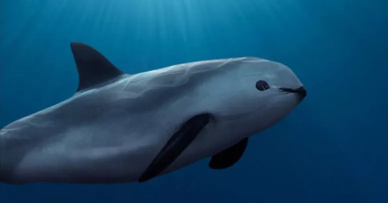 The vaquita is currently listed as Critically Endangered by the IUCN Red List