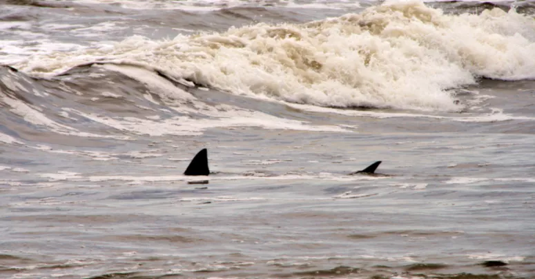 More than half of surfers surveyed are not bothered by sharks in the water.