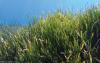 Posidonia oceanica, commonly known as Neptune grass or Mediterranean tapeweed, is a seagrass species that is endemic to the Mediterranean Sea. It forms large underwater meadows that are an important part of the ecosystem.