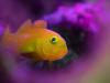 Yellow goby photographed with a compact camera. Photo by Tim Ho