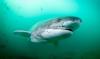 Broadnose sevengill shark. Photo by Malcolm Nobbs